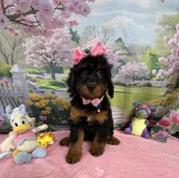 Gabby’s Black/Tan Pink Girl, a female Miniature Bernedoodle for sale in Eatonton, GA – Photo 1 of 10