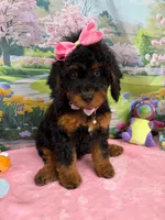 Gabby’s Black/Tan Pink Girl, a female Miniature Bernedoodle for sale in Eatonton, GA – Photo 7 of 10