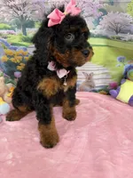 Gabby’s Black/Tan Pink Girl, a female Miniature Bernedoodle for sale in Eatonton, GA – Photo 10 of 10