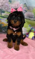 Gabby’s Black/Tan Pink Girl, a female Miniature Bernedoodle for sale in Eatonton, GA – Photo 3 of 10