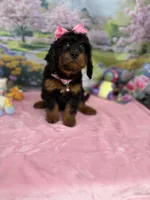 Gabby’s Black/Tan Pink Girl, a female Miniature Bernedoodle for sale in Eatonton, GA – Photo 6 of 10