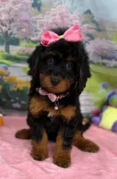 Gabby’s Black/Tan Pink Girl, a female Miniature Bernedoodle for sale in Eatonton, GA – Photo 2 of 10