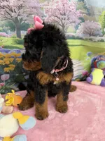 Gabby’s Black/Tan Pink Girl, a female Miniature Bernedoodle for sale in Eatonton, GA – Photo 8 of 10
