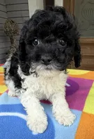 Hailey’s Red Boy, a male Cavapoo for sale in Eatonton, GA – 4 of 8