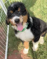 REDUCED!   Bernie’s Tri Boy, a male Miniature Bernedoodle for sale in Eatonton, GA – 6 of 8