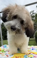 Niko, a male Cavapoo for sale in Eatonton, GA – 5 of 5
