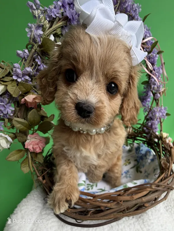 Katy’s White Girl – Cavapoo, Poodle - Miniature  puppy for sale in Eatonton, GA