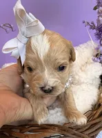 Katy’s White Girl, a female Cavapoo and Poodle - Miniature  for sale in Eatonton, GA – Photo 5 of 9