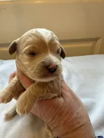 processed/722ca32f-5418-4515-a1b7-0ed498b609d7/listing/cb6dae14-524e-4990-a1ca-d11cf58357bd/7932bf27-7dda-48c7-af2f-c988504ca2c4