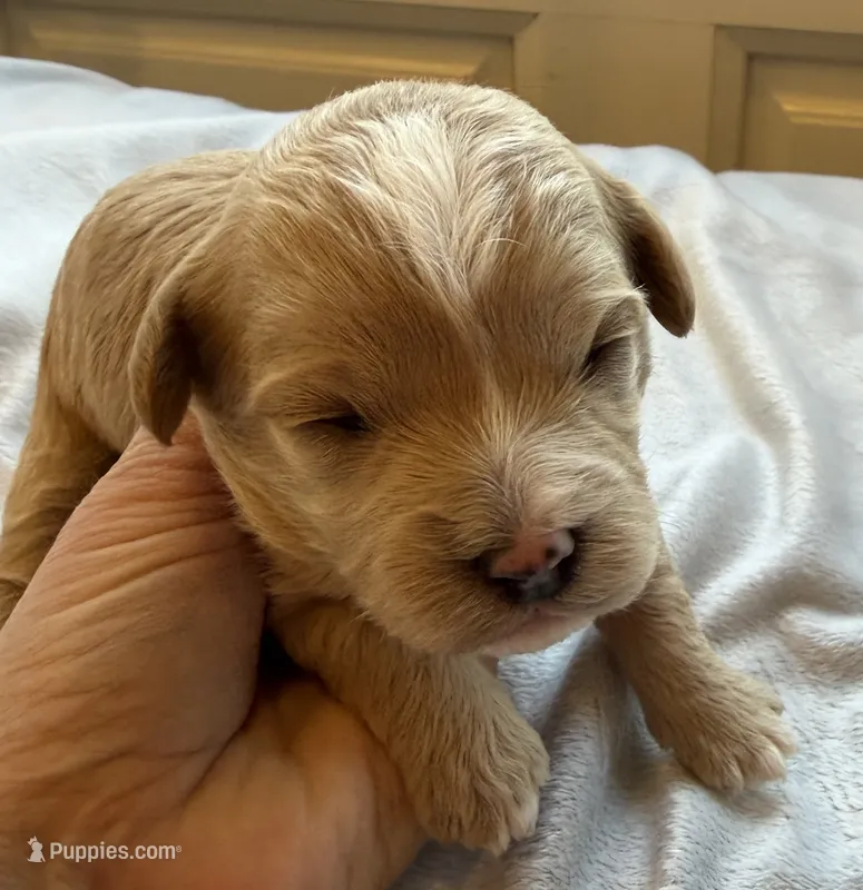 Katy’s Orange Girl