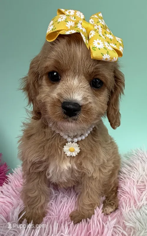 Katy’s White Girl – Cavapoo, Poodle - Miniature  puppy for sale in Eatonton, GA