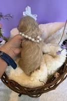 Katy’s White Girl, a female Cavapoo and Poodle - Miniature  for sale in Eatonton, GA – Photo 4 of 9