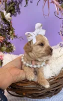 Katy’s White Girl, a female Cavapoo and Poodle - Miniature  for sale in Eatonton, GA – Photo 8 of 9