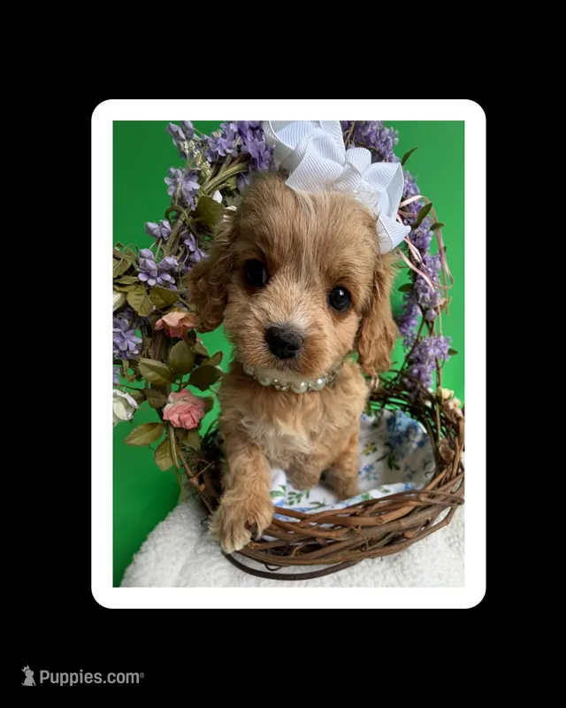 Katy’s White Girl – Cavapoo, Poodle - Miniature  puppy for sale in Eatonton, GA