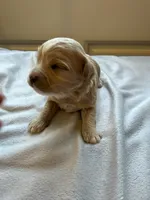 processed/722ca32f-5418-4515-a1b7-0ed498b609d7/listing/cb6dae14-524e-4990-a1ca-d11cf58357bd/cf2b2808-2f63-49c7-90b3-9f424216ece5