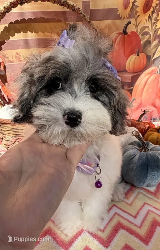 Jellybean’s Blue Merle/White – Maltipoo puppy for sale in Eatonton, GA