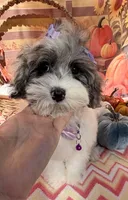 Jellybean’s Blue Merle/White, a female Maltipoo for sale in Eatonton, GA – 4 of 6