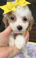 Hailey’s Yellow Girl, a female Cavapoo for sale in Eatonton, GA – 7 of 8