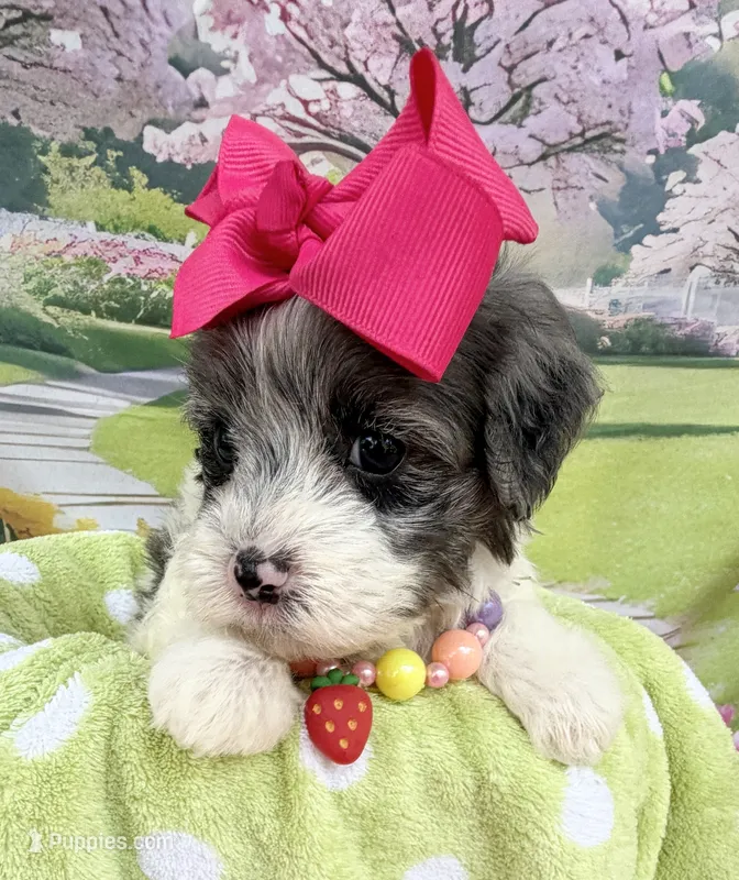 Jellybean’s Blue Merle Girl – Maltipoo puppy for sale in Eatonton, GA