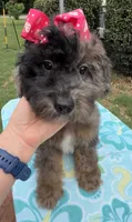 Gabby’s Merle Girl. Reduced!, a female Miniature Bernedoodle for sale in Eatonton, GA – 4 of 7