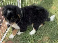 REDUCED!   Bernie’s Tri Boy, a male Miniature Bernedoodle for sale in Eatonton, GA – 3 of 8