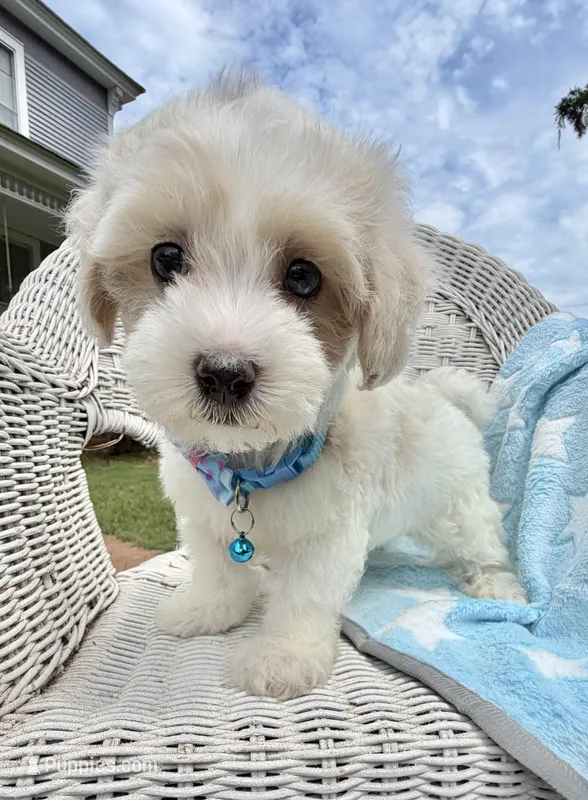 Jellybean’s Apricot/White Boy (blue in eye) – Maltipoo puppy for sale in Eatonton, GA