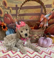 Shirley’s Pink Girl, a female Miniature Goldendoodle for sale in Eatonton, GA – 6 of 7