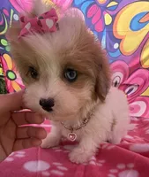 Dolly’s Red Merle Parti Blue Eye, a female Maltipoo for sale in Eatonton, GA – 5 of 8