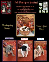 Peaches Purple Girl, a female Maltipoo for sale in Eatonton, GA – 8 of 8