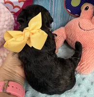 Jellybean’s Black/Sable Boy, a male Maltipoo for sale in Eatonton, GA – 4 of 9