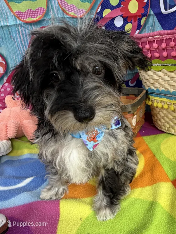 Trendy’s Tiny Blue Boy – Schnoodle puppy for sale in Eatonton, GA