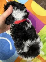 Hailey’s Red Boy, a male Cavapoo for sale in Eatonton, GA – 6 of 8