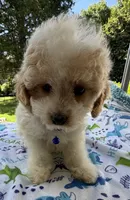 Hailey’s Tiny Blue , a female Cavapoo for sale in Eatonton, GA – 7 of 8