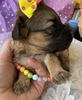 Lainey’s Yellow Girl, a female Maltipoo for sale in Eatonton, GA – Photo 3 of 10