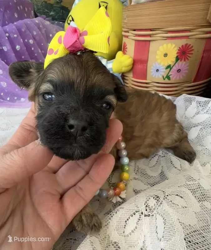 Lainey’s Yellow Girl