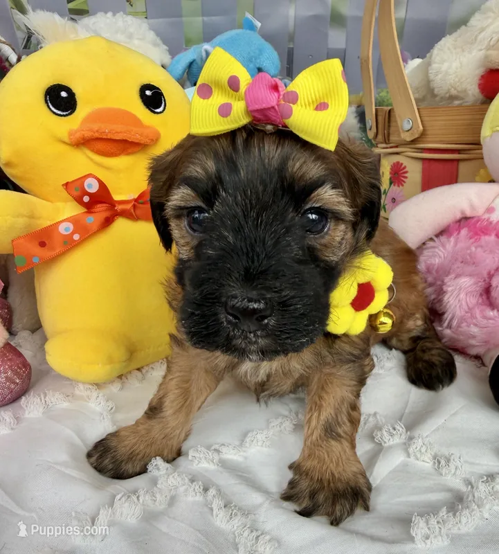 Lainey’s Yellow Girl