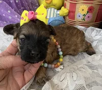 Lainey’s Yellow Girl, a female Maltipoo for sale in Eatonton, GA – Photo 8 of 10