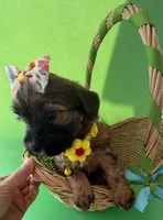 Lainey’s Yellow Girl with Video, a female Maltipoo for sale in Eatonton, GA – Photo 6 of 8