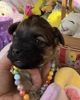 Lainey’s Yellow Girl, a female Maltipoo for sale in Eatonton, GA – Photo 5 of 10