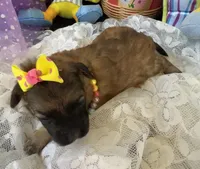 Lainey’s Yellow Girl, a female Maltipoo for sale in Eatonton, GA – Photo 7 of 10