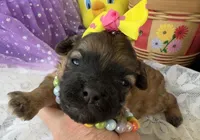 Lainey’s Yellow Girl, a female Maltipoo for sale in Eatonton, GA – Photo 2 of 10