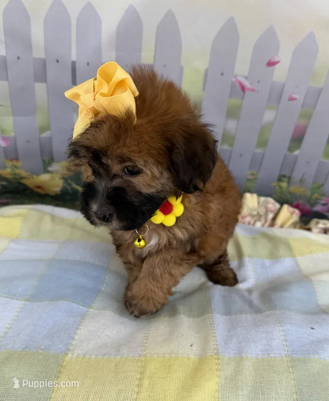 Lainey’s Yellow Girl with Video – Maltipoo puppy for sale in Eatonton, GA