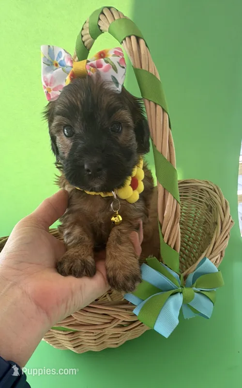 Lainey’s Yellow Girl with Video – Maltipoo puppy for sale in Eatonton, GA