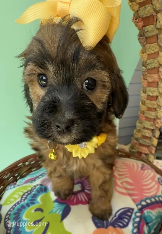 Lainey’s Yellow Girl with Video – Maltipoo puppy for sale in Eatonton, GA