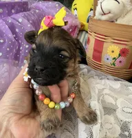 Lainey’s Yellow Girl, a female Maltipoo for sale in Eatonton, GA – Photo 9 of 10