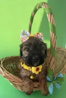 Lainey’s Yellow Girl with Video, a female Maltipoo for sale in Eatonton, GA – Photo 2 of 8