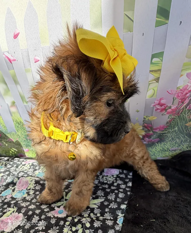 Lainey’s Yellow Girl with Video – Maltipoo puppy for sale in Eatonton, GA