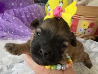 Lainey’s Yellow Girl, a female Maltipoo for sale in Eatonton, GA – Photo 6 of 10