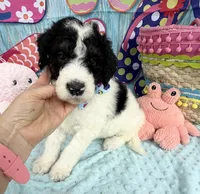 Bernie’s Bl/Wh/Tan Parti Boy, a male Miniature Bernedoodle for sale in Eatonton, GA – 2 of 9