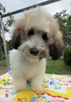 Niko, a male Cavapoo for sale in Eatonton, GA – 2 of 5